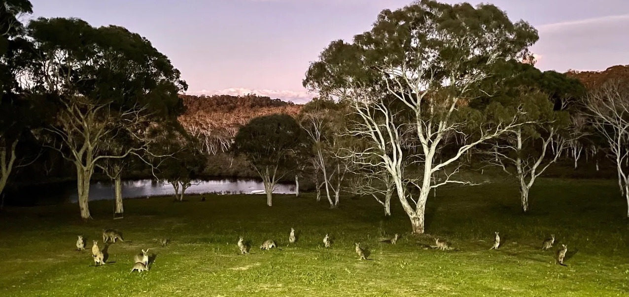 Kangaroos grazing at dusk